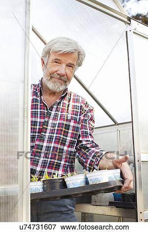 Stock Photo - Senior man holding plants in greenhouse. Fotosearch
