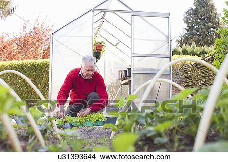 Senior man planting in garden View Large Photo Image Picture - Senior man planting in garden. Fotosearch