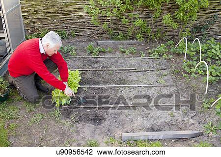 Senior man planting in garden View Large Photo Image Stock Image - Senior man planting in garden. Fotosearch