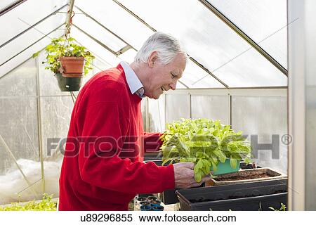 Senior man tending to plants in greenhouse View Large Photo Image Stock Photography - Senior man tending to plants in greenhouse. Fotosearch