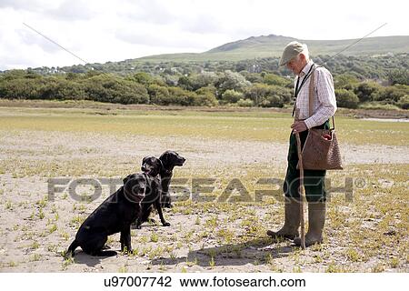 Senior man with three black labradors View Large Photo Image Stock Image - Senior man with three black labradors. Fotosearch