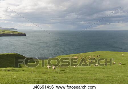 Stock Photograph - Sheep grazing on coastal pasture, Dunedin, Otago, South Island, New Zealand. Fotosearch