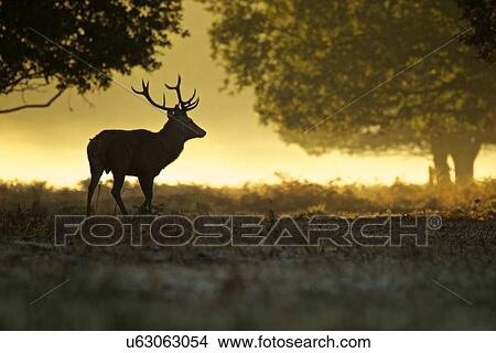 Picture - Silhouette of red deer stag at dawn. Fotosearch