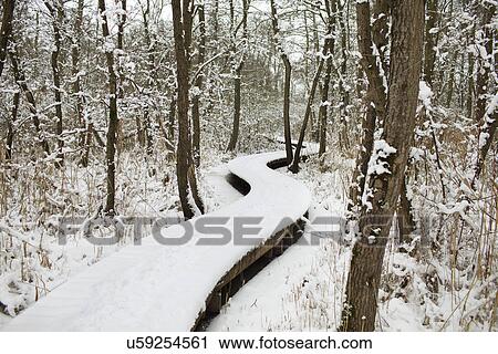Snow covered raised walkway through forest in winter View Large Photo Image Stock Image - Snow covered raised walkway through forest in winter. Fotosearch