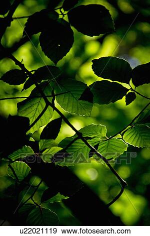 Stock Photo - Sunlight though leaves. Fotosearch
