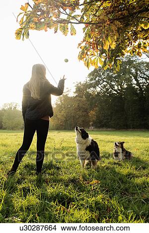 Teenage girl playing ball with dogs, Norfolk, UK View Large Photo Image Picture - Teenage girl playing ball with dogs, Norfolk, UK. Fotosearch