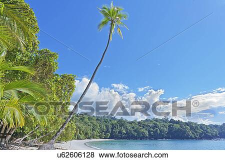 Tropical beach, Manuel Antonio National Park, Costa Rica, Central America View Large Photo Image Stock Photo - Tropical beach, Manuel Antonio National Park, Costa Rica, Central America. Fotosearch
