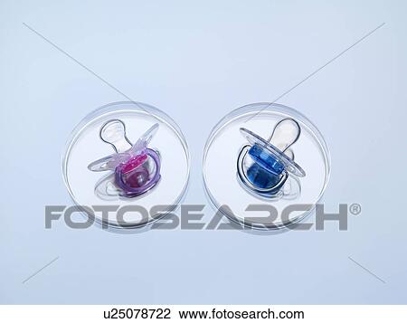 Two baby soothers in petri dishes illustrating boy and girl designer babies and genetic engineering View Large Photo Image Stock Image - Two baby soothers in petri dishes illustrating boy and girl designer babies and genetic engineering. Fotosearch