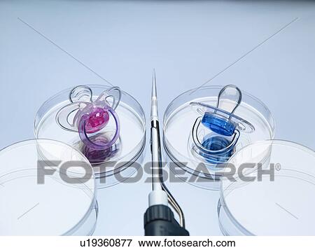 Stock Photo - Two baby soothers in petri dishes illustrating boy and girl designer babies and genetic engineering. Fotosearch