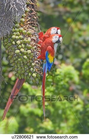 Two perched scarlet macaws (Ara Macao), Corcovado National Park, Costa Rica View Large Photo Image Stock Image - Two perched scarlet macaws (Ara Macao), Corcovado National Park, Costa Rica. Fotosearch