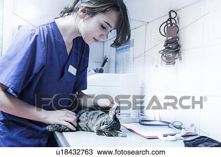 Stock Image - Vet looking at cat. Fotosearch