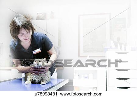 Stock Image - Vet treating cat. Fotosearch