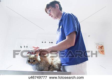 Vet treating cat View Large Photo Image Stock Photo - Vet treating cat. Fotosearch