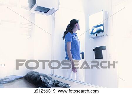 Vet treating domestic cat, looking at x-ray View Large Photo Image Stock Photo - Vet treating domestic cat, looking at x-ray. Fotosearch