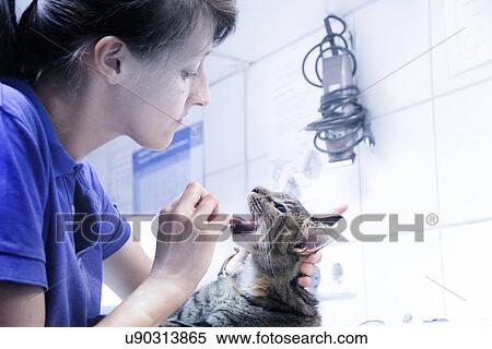 Stock Photography - Vet treating domestic cat, looking in mouth. Fotosearch
