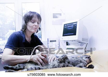 Stock Photography - Vet treating domestic cat, scanning. Fotosearch
