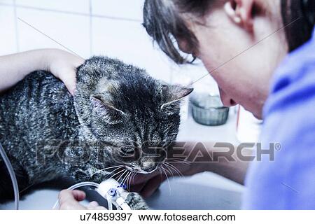 Stock Photo - Vet treating domestic cat. Fotosearch