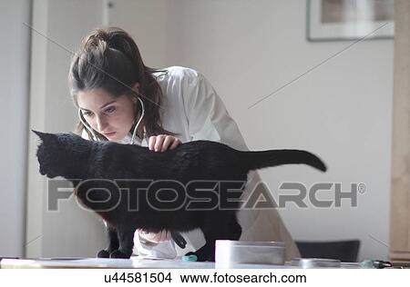 Picture - Veterinarian examining black cat. Fotosearch