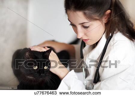 Veterinarian examining black cat View Large Photo Image Stock Image - Veterinarian examining black cat. Fotosearch