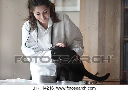 Veterinarian examining black cat View Large Photo Image Stock Photograph - Veterinarian examining black cat. Fotosearch