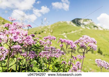 Stock Photo - View of mountain and wild flowers, Tyrol, Austria. Fotosearch
