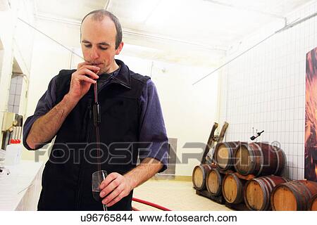 Wine maker tasting wine in industrial wine cellar View Large Photo Image Picture - Wine maker tasting wine in industrial wine cellar. Fotosearch