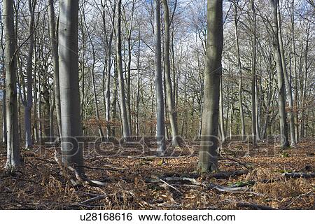 Stock Photograph - Woodland in winter sunlight. Fotosearch
