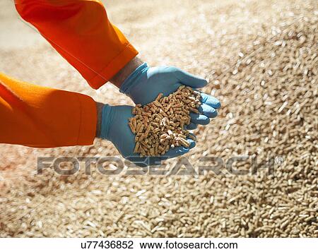 Worker holding handful of wood pellets, close up View Large Photo Image Stock Image - Worker holding handful of wood pellets, close up. Fotosearch