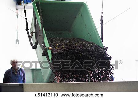 Stock Image - Worker watching as grapes are poured from container. Fotosearch
