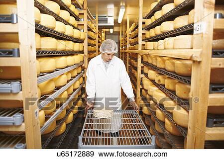 Worker wheeling cheese round for storage at farm factory View Large Photo Image Stock Photo - Worker wheeling cheese round for storage at farm factory. Fotosearch
