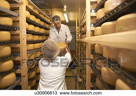 Workers putting cheese round for storage at farm factory View Large Photo Image Stock Image - Workers putting cheese round for storage at farm factory. Fotosearch