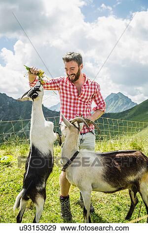 Young man feeding kid goats, Tyrol, Austria View Large Photo Image Stock Photo - Young man feeding kid goats, Tyrol, Austria. Fotosearch