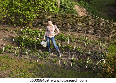 Stock Photo - Young woman in vegetable garden, high angle. Fotosearch