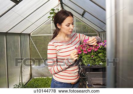 Young woman tending plants View Large Photo Image Stock Photo - Young woman tending plants. Fotosearch