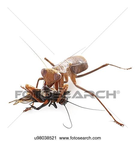 Stock Image - African mantis and prey. Fotosearch