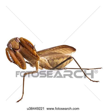 Stock Image - African mantis. Fotosearch