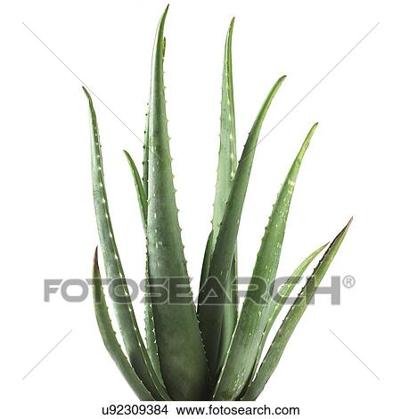Picture - Aloe vera plant. Fotosearch