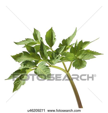 Stock Image - Angelica archangelica stem. Fotosearch