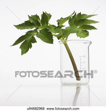 Angelica archangelica stem View Large Photo Image Stock Photo - Angelica archangelica stem. Fotosearch