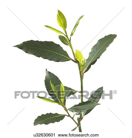 Stock Image - Bay tree Laurus nobilis stem. Fotosearch