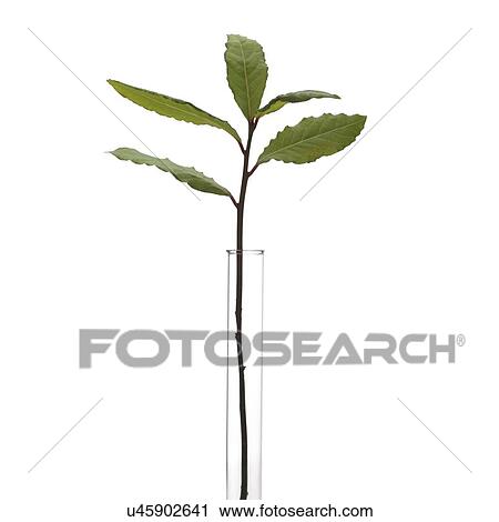 Stock Image - Bay tree Laurus nobilis stem. Fotosearch