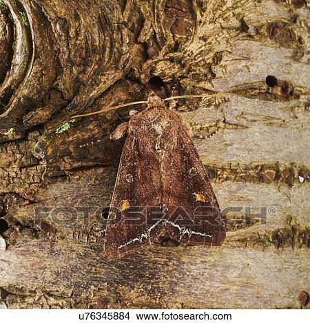 Picture - Beautiful golden Y moth. Fotosearch