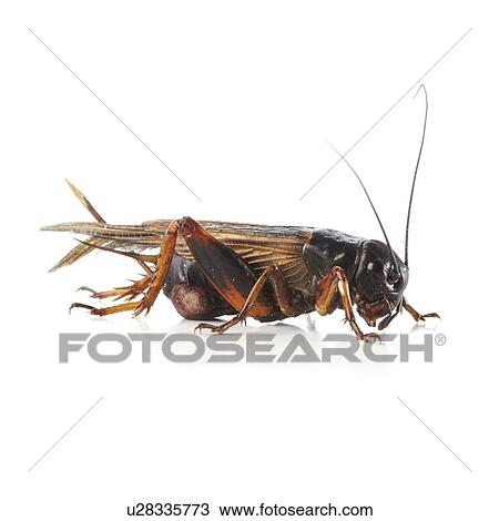 Black field cricket View Large Photo Image Stock Image - Black field cricket. Fotosearch