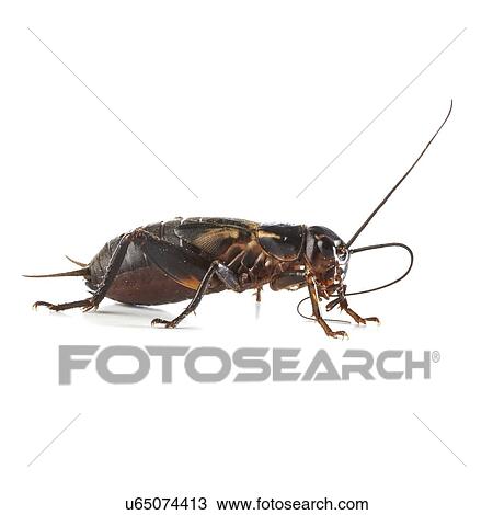 Black field cricket View Large Photo Image Stock Image - Black field cricket. Fotosearch
