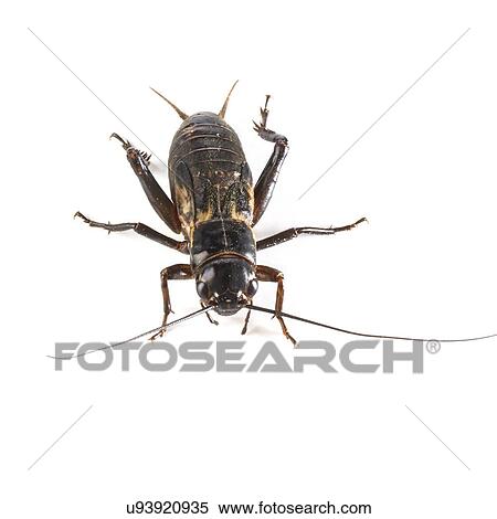 Black field cricket View Large Photo Image Stock Photography - Black field cricket. Fotosearch