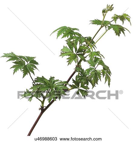 Stock Image - Blackberry Rubus fruticosus. Fotosearch