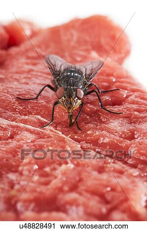Stock Image - Bluebottle fly on meat. Fotosearch