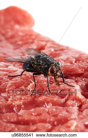 Stock Image - Bluebottle fly on meat. Fotosearch