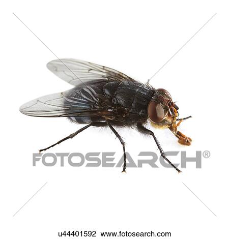 Stock Image - Bluebottle fly. Fotosearch