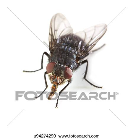 Bluebottle fly View Large Photo Image Stock Image - Bluebottle fly. Fotosearch